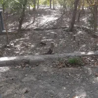 اجاره جهت دورهمی وتولدهمراه باباندومیکسر|اجارهٔ کوتاه‌مدت ویلا و باغ|سامان, |دیوار