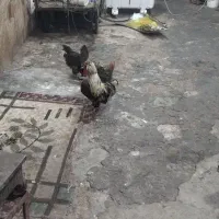 فروش مرغ و خروس محلی