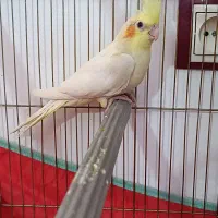 جوجه عروس هلندی|پرنده|قم, اسمعیل آباد|دیوار