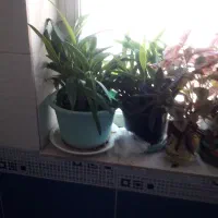 تعدادی گل شاداب حسن یوسف و اپارتمانی بفروش میرسد|گل و گیاه طبیعی|سمنان, |دیوار