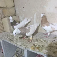 طوقی|حیوانات|شیراز, شهرک کوشکک|دیوار