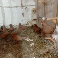 کبوتر زرد سرخ|پرنده|نیشابور, بنیاد شهید|دیوار