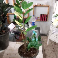 گیاه زینتی ابلغ