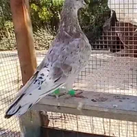 سار سرور نر