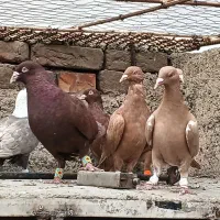 کبوتر رنگی دمسفید