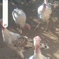 فروش تعداد بوقلمون