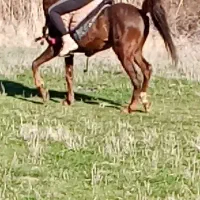 اسب نریان دو راس