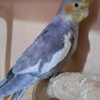 جوجه عروس هلندی|پرنده|شیراز, شهرک ایثار|دیوار