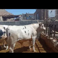 گوساله وگاوبزرگ