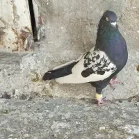 کفتر عروسک