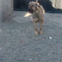 سگ سرابی|سگ|گلستان (تهران), |دیوار