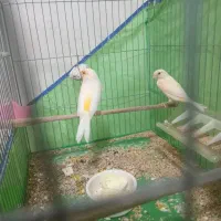 قناری با جوجه|پرنده|همدان, |دیوار