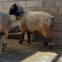قوچ شیشک|حیوانات مزرعه|شهرکرد, |دیوار