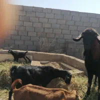 بز نژاددار بمی با بچه|حیوانات مزرعه|میبد, |دیوار