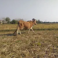 گاو با گوساله نر سیمینتال|حیوانات مزرعه|ماسال, |دیوار