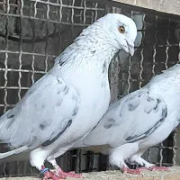 کبوتر پروازی اس|پرنده|قائم‌شهر, |دیوار
