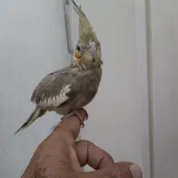 جفت عروس هلندی|پرنده|رشت, کوی غلام نیا|دیوار