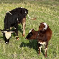 ورزا و لیشه قرعه کشی