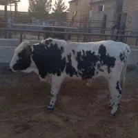 گوساله چاق
