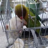 طوطی برزیلی نروماده|پرنده|بروجرد, |دیوار