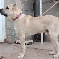 فروش سگ|سگ|بافق, |دیوار