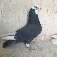 کفتر کوبتر کله دار به شرط کفتر ابلغ سر دست سفید|پرنده|تهران, حشمتیه|دیوار