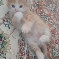 گربه|گربه|مشهد, نوید|دیوار