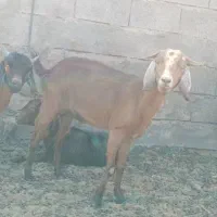 سه بر ودو چبش نر و تعدادی بز پاکستانی شکم بزغاله|حیوانات مزرعه|بیرجند, |دیوار