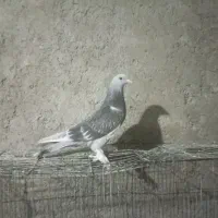 جوجه ترکیه ای