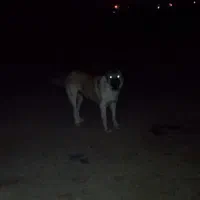 واگذاری توله های سگ نگهبان|سگ|میانه, |دیوار