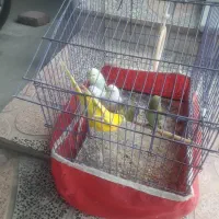 مرغ عشق۶عدد