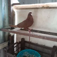 کله ای سرخ دمسفید|پرنده|قم, شهرک مهدیه (مدرس)|دیوار