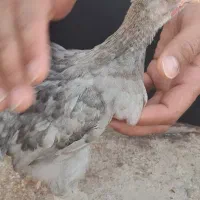 جوجه مرغ