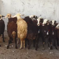 بره ماده عتیقه|حیوانات مزرعه|بروجرد, |دیوار