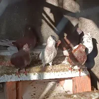 30تا کبوتر سرخ گرگی همه کاکل سرو کله داری|پرنده|علیآباد کتول, |دیوار