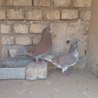 ۷ جفت کبوتر پرشی