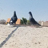 کبوتر زاغ دم سفید