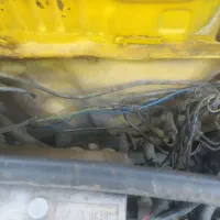یه جفت سهره نروماده مست