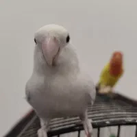 طوطی برزیلی