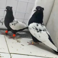 کفتر بهبونی هوایی