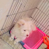 پامر روباهی خرسی|سگ|شیراز, کوشک میدان|دیوار