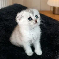 گربه با نژاد متنوع