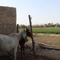 فروش اسب فوری|اسب و تجهیزات اسبسواری|خنج, |دیوار