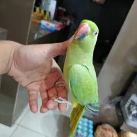 طوطی ملنگو سرحال