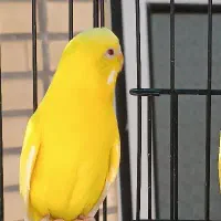 مرغ عشق تک رنگ