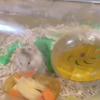 فروش حیوان خانگی