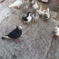 کفتر|پرنده|محمدیه-قزوین, |دیوار