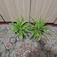 گلهای طبیعی سرحال