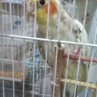 عروس هلندی نر|پرنده|مبارکه, |دیوار