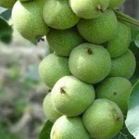 نهال گردوی پیوندی چندلر و تمامی ارقام|خدمات باغبانی و درختکاری|سقز, |دیوار